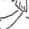 JPEG - 502.7 kio