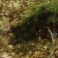 JPEG - 177.3 kio