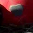 JPEG - 885.6 kio