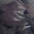 JPEG - 571.6 kio