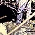 JPEG - 973.2 kio