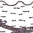 JPEG - 156.9 kio