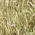 JPEG - 900.4 kio