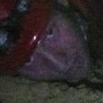 JPEG - 93.6 kio
