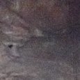 JPEG - 155.5 kio