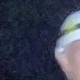 JPEG - 615.4 kio